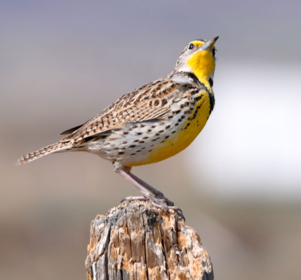 Birds